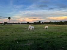 Fazenda em Rondonopolis