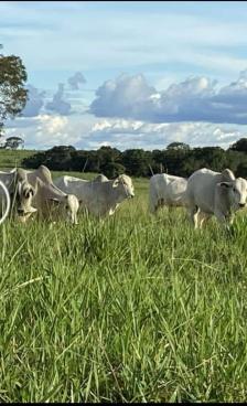 Fazenda em Nobres