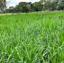 Fazenda em Rosario Oeste