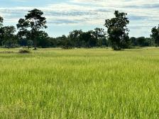 Fazenda em Rosario Oeste