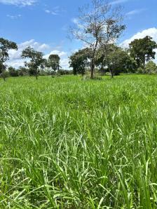 Fazenda em Rosario Oeste
