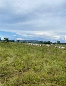 Fazenda em Cuiaba