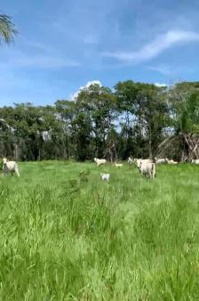 Fazenda em Cuiaba